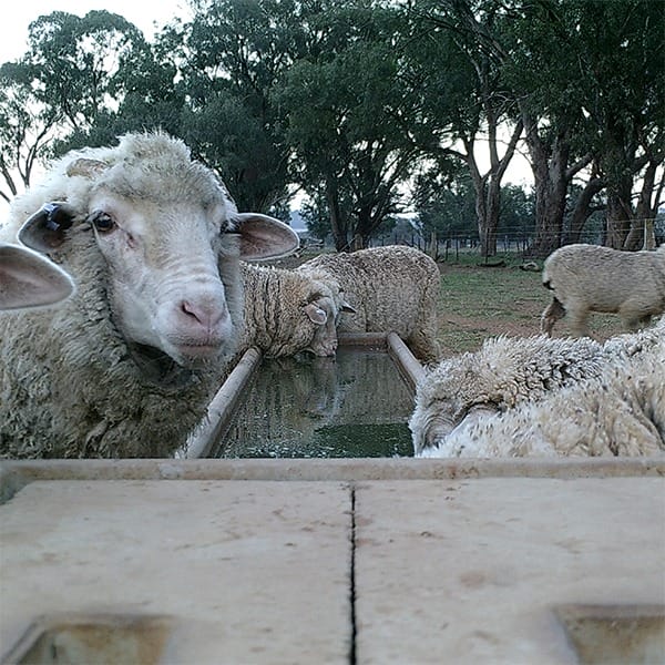 16ft Sheep Water Trough | 700L - Image 3