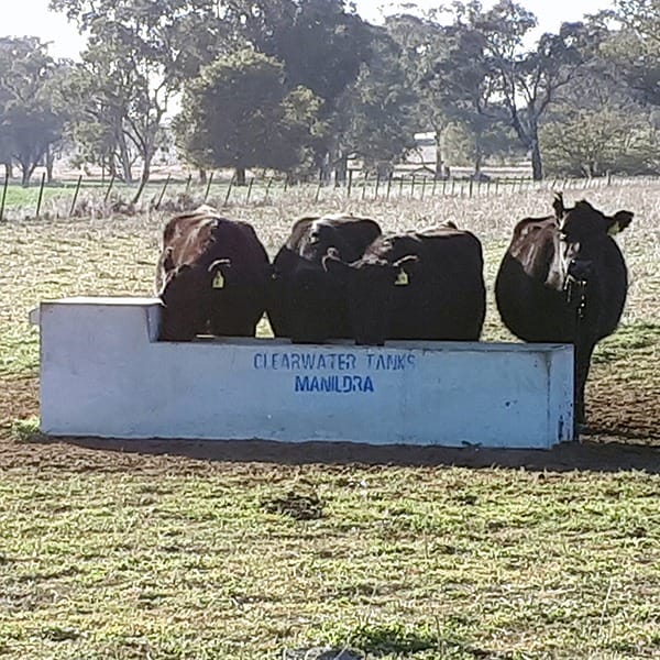 8ft Sheep Cattle Water Trough | 620L - Image 2