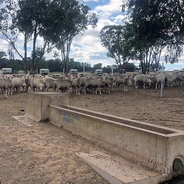 Feedlot Sheep Water Trough | 120L - Image 4